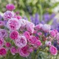 Rosenbild Märchenrose Pomponella mit Lavendel