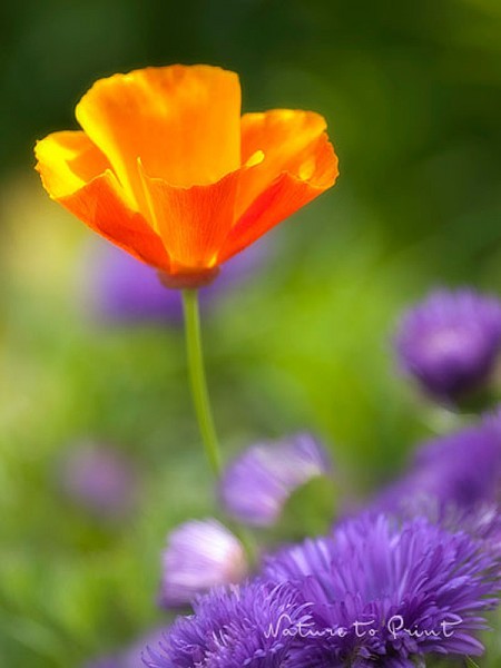 Blumenbild Sommeraster mit Goldmohn