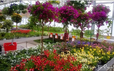 Ein Gartenevent macht noch lange keine gute Gärtnerei