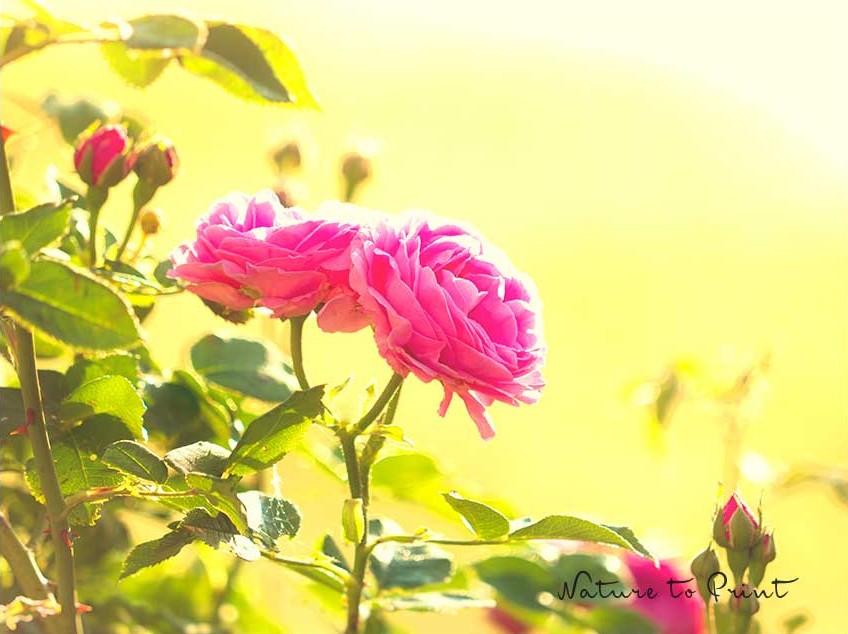 Rose Louise Odier ist leider nicht ohne Rosenkrankheit Sternrußtau zu haben