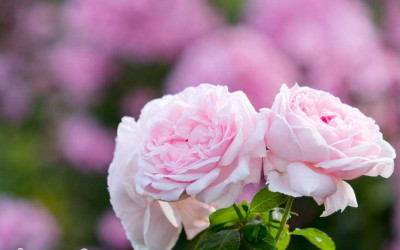 Rosenkrankheiten vorbeugen & behandeln. 13 wirksame Maßnahmen