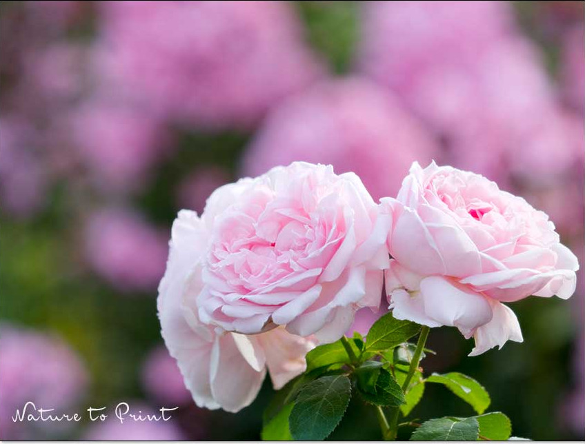 Rosenkrankheiten vorbeugen & behandeln. 13 wirksame Maßnahmen
