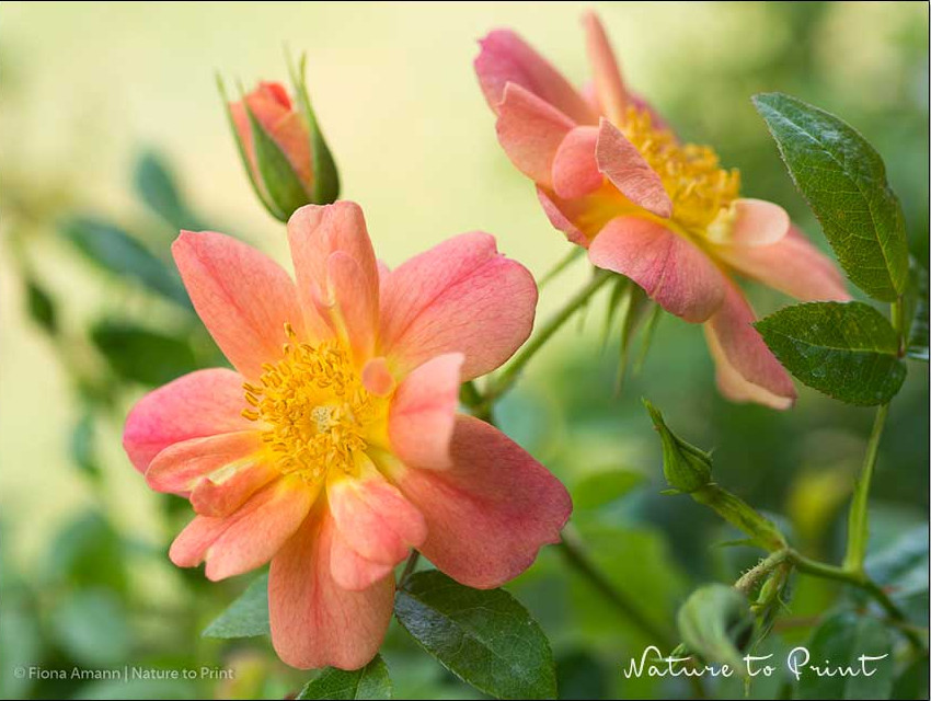 Bienenweide, kleine Rose von Kordes