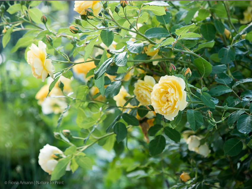 Englische Strauchrose Graham Thomas