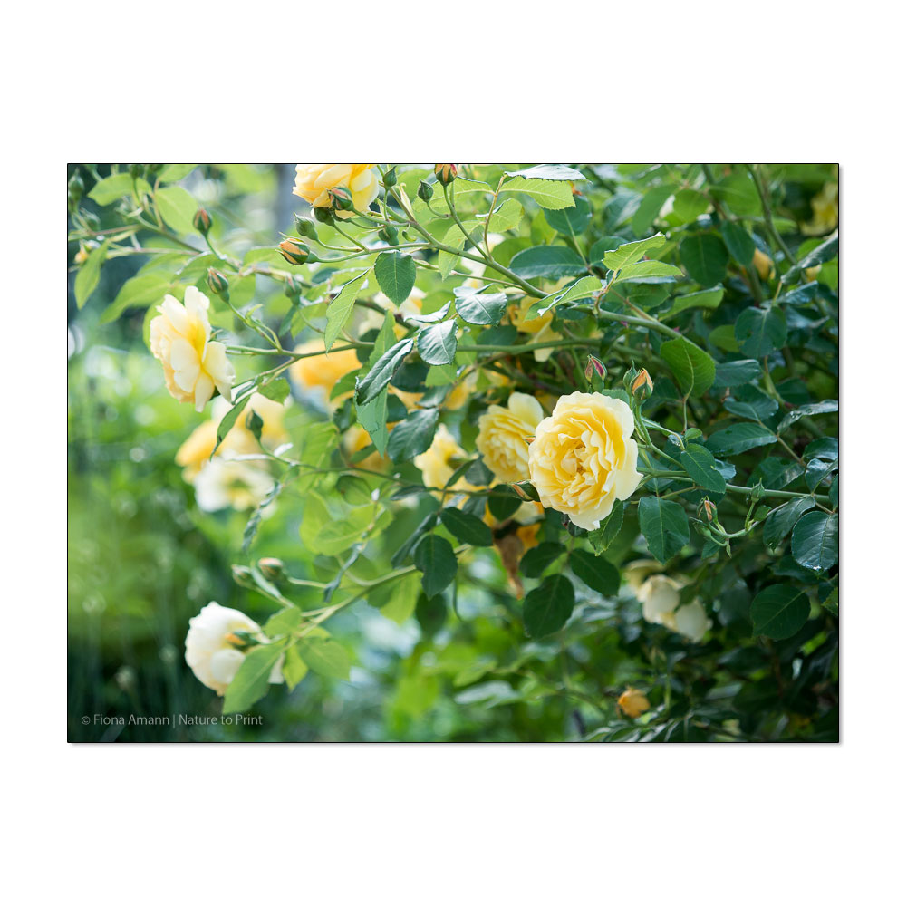 Rosen versetzen. 10 bewährte Tipps für Rosenfreunde. | Keine Angst vor dem Verpflanzen von Rosen. Die Königinnen des Gartens sind viel robuster als ihr Ruf und zeigen am neuen Standort wohlmöglich bessere Seiten von sich als je zuvor.