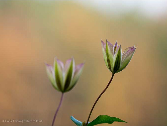 Weiße Clematis blüht im November