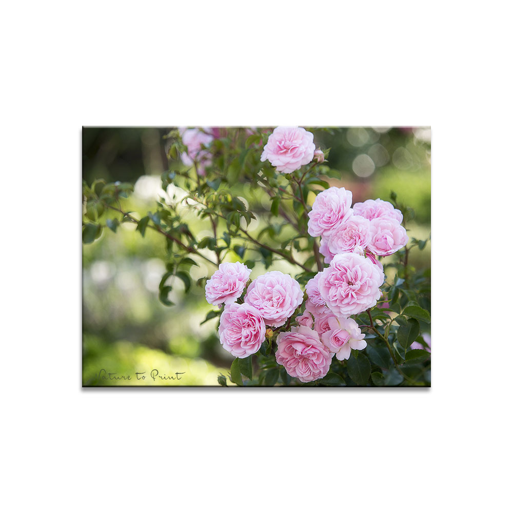 Rosen versetzen | Blumenbild Rose La Belle Coquette im Garten von Nature to Print