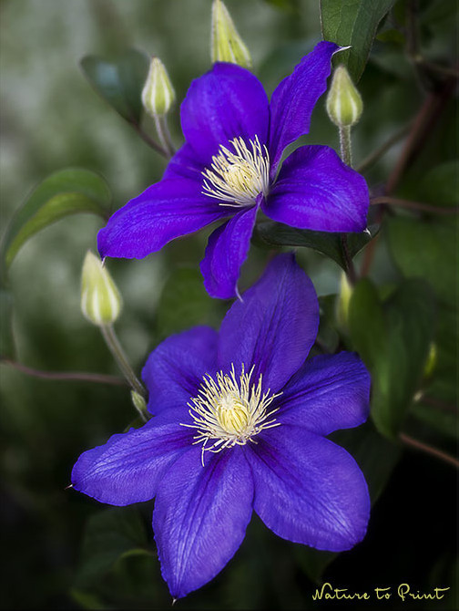 Clematis im Herbst The President gibt sich erneut die Ehre
