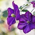 Clematis blüht im Herbst ein zweites Mal