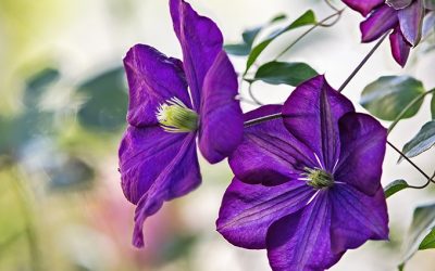 So blühen Clematis im Herbst ein 2. Mal