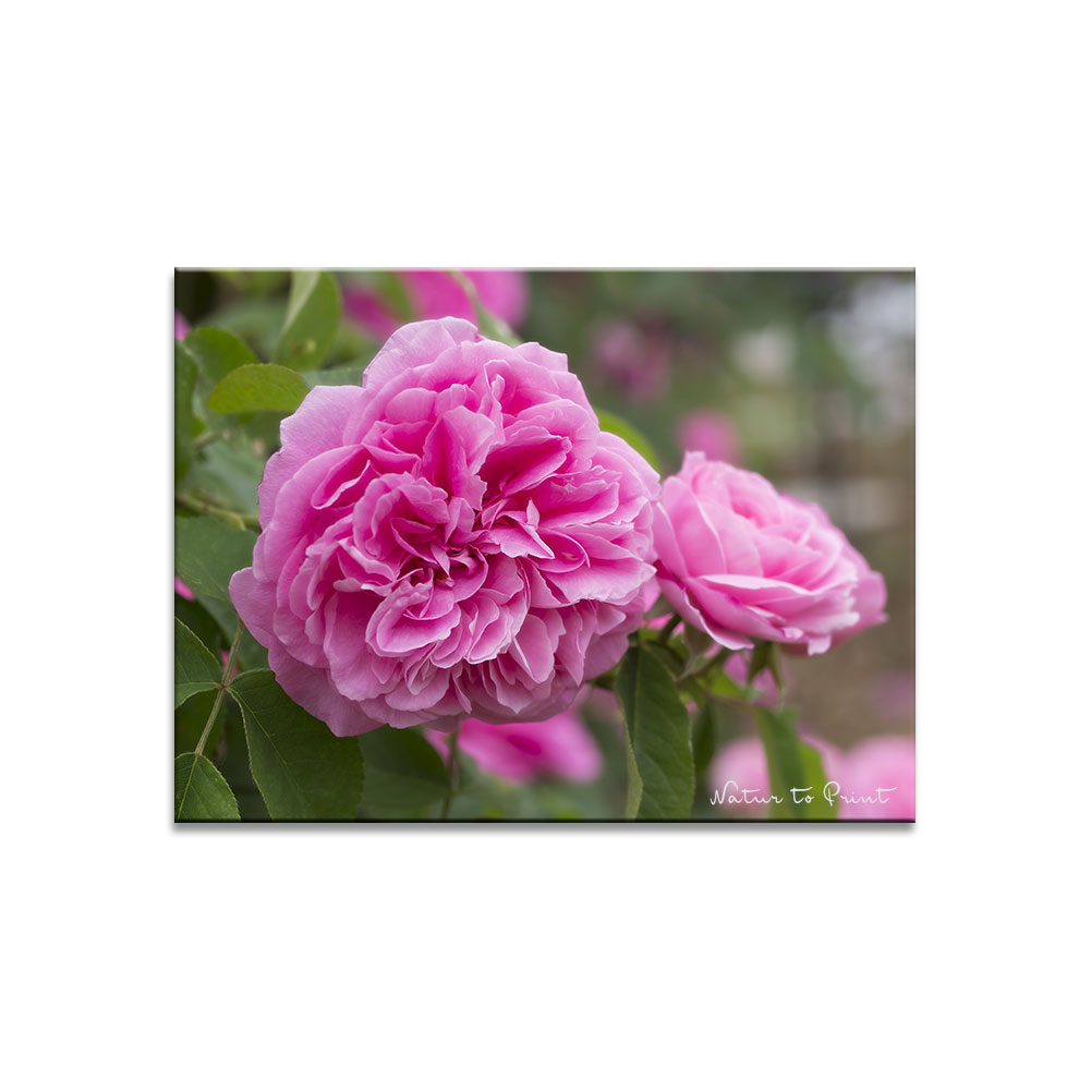Rosen versetzen. 10 bewährte Tipps für Rosenfreunde. | Keine Angst vor dem Verpflanzen von Rosen. Die Königinnen des Gartens sind viel robuster als ihr Ruf und zeigen am neuen Standort wohlmöglich bessere Seiten von sich als je zuvor.
