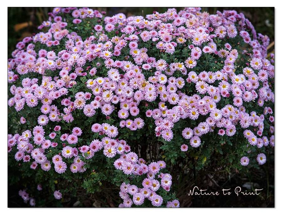 Ein Meer aus rosa Garten-Chrysanthemen blüht wochenlang im Garten
