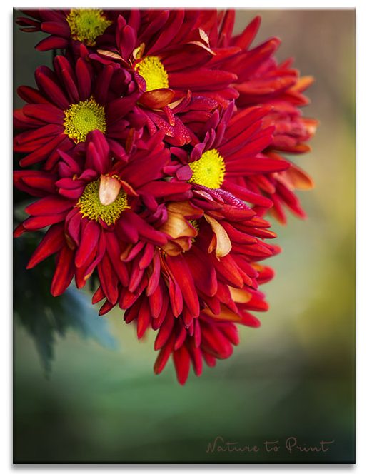 Chrysanthemen machen den November zum Fest