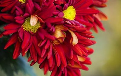 Chrysanthemen machen November zum Fest
