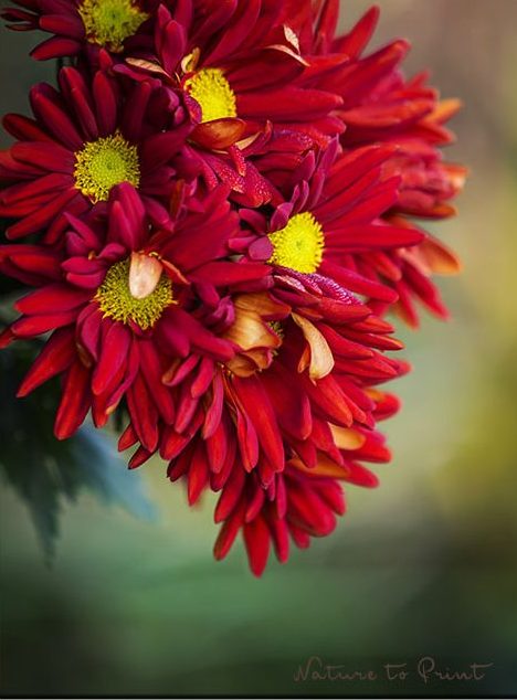 Chrysanthemen machen November zum Fest