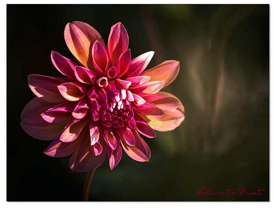 Geflammte Dahlie blüht im November - und weiter bis zum 1. Frost Geflammte Dahlie blüht im November - und weiter bis zum 1. Frost