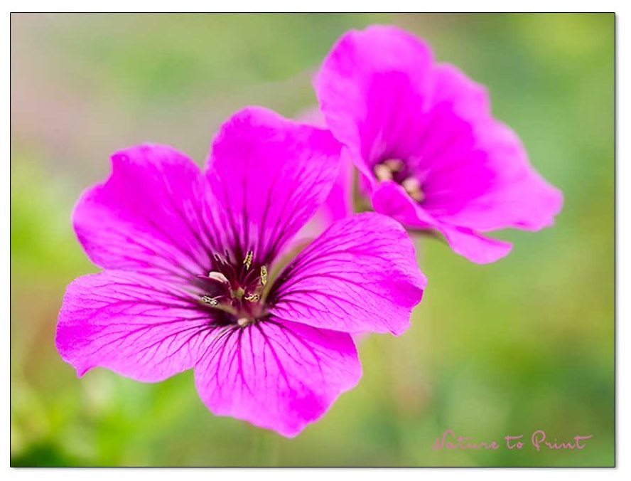 Purpur Storchschnabel blüht fleißig im November, sogar besser als im Hitzesommer Purpur Storchschnabel blüht fleißig im November, sogar besser als im Hitzesommer