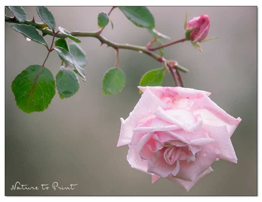 Rose New Dawn blüht im November Rose New Dawn blüht im November