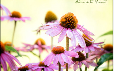 Instant-Gardening. Gartengestaltung für Ungeduldige und Kluge.