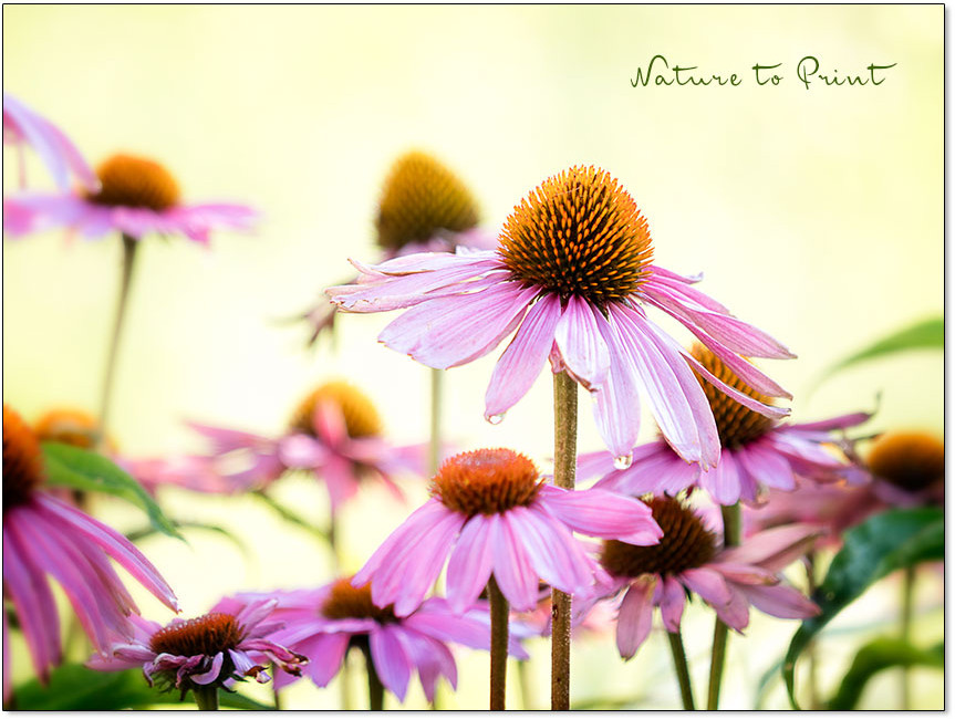 Instant-Gardening. Gartengestaltung für Ungeduldige und Kluge.
