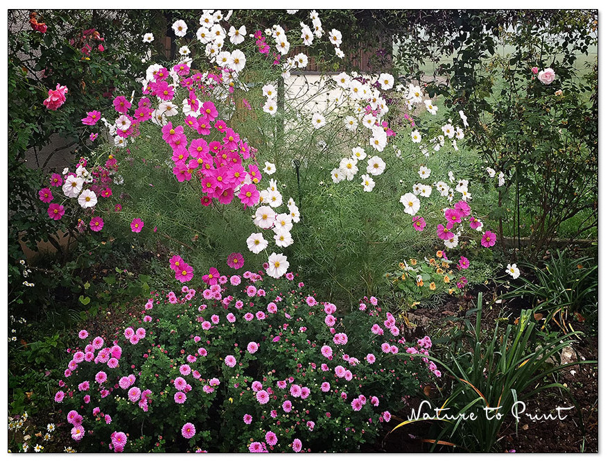 Instant-Gardening mit Schmuckkörben und Chrysanthemen