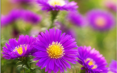 42 Pflanzen, die Allergiker meiden sollten.