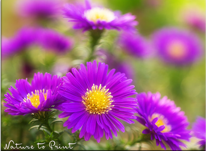 42 Pflanzen, die Allergiker meiden sollten.
