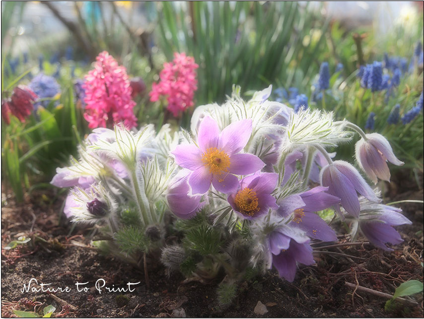 42 Pflanzen, die Allergiker meiden sollten. Pulsatilla, die Küchenschelle oder Kuhschelle gehört dazu.