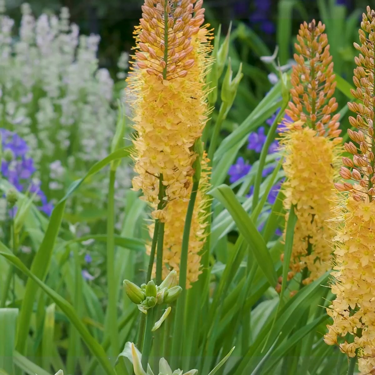 Steppenkerzen, imposante Solitäre im Blumengarten

Steppenkerzen, bot. Eremurus, im Volksmund auch Kleopatranadel, Wüstenschweif oder Lilienschweif genannt, sind Liliengewächse. Ihre Blütenschweife ragen bis zu 250 cm in die Höhe und blühen von unten nach oben ab. Steppenkerzen blühen wochenlang und sind wahre Bienen- und Hummelmagneten.

+ Blütezeit: von Mai bis Juni
+ Standort: volle Sonne
+ Boden: durchlässiger nahrhafter Boden ohne Staunässe
+ Düngen: Kompost oder Bio-Staudendünger im Frühling, zusätzlich Flüssigdünger alle 14 Tage ab April bis Ende der Blüte.
+ Gießen bei Trockenheit
+ Schneiden Sie den verblühten Blumenstiel ab, um die Mutterpflanze nicht zu schwächen.
+ Kleine Steppenkerzen bis etwa 170 cm Wuchshöhe sind erstaunlich standfest, selbst am Hang. Sie brauchen keine Stäbe.

Besonderheit:

Das Laub der Steppenkerze welkt sehr schnell. Pflanzen Sie sie in den Hintergrund oder zwischen kaschierenden Stauden wie Taglilien oder hohen und wuchtigen Storchschnäbel.

+ Pflanzzeit: ab August bis Oktober
+ Setzen Sie die Rhizome, die wie Seesterne aussehen, auf ein 20 cm dickes Drainagebett aus Sand
+ Füllen Sie auf mit einer weiteren Schicht Sand und decken alles mit Pflanzerde ab.
+ Pflanzabstand von Rhizom zu Rhizom 30 - 50 cm
* Markieren Sie die Stelle, um die Rhizome nicht versehentlich zu verletzten.
+ Halten Sie Abstand zu anderen Stauden. Steppenkerzen wollen nicht bedrängt werden.

Im Blog: Steppenkerzen pflanzen, pflegen, vermehren & Pflanzpartner + Video
https://www.wo-blumenbilder-wachsen.de/steppenkerzen/

Kurz: http://www.insbeet.de/Steppenkerzen

#steppenkerzen #eremurus #solitär #pflanzenliebe #pflanzen #blumen #blumengarten #lebenmitblumen #garten #gartenliebe #gärtnern #zwiebelblumen #gartengestaltung #gartenwissen #gartentipps #gartenfragen