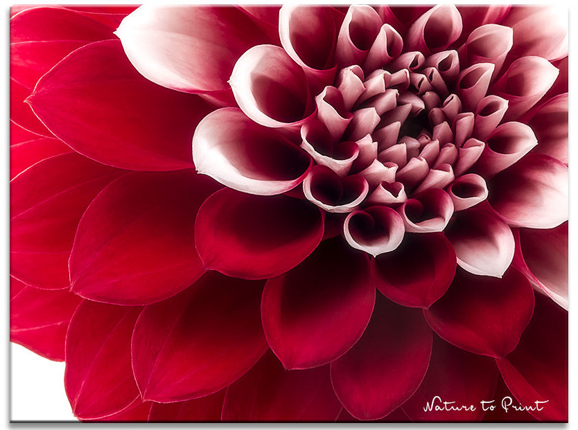 Dahlien im Topf | Blumenbild Wilde Roxana von Nature to Print