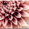 Dahlien im Topf. Blütenpracht für Beet, Balkon & Terrasse 4 Dahlien im Topf | Blumenbild Dear Roxana von Nature to Print