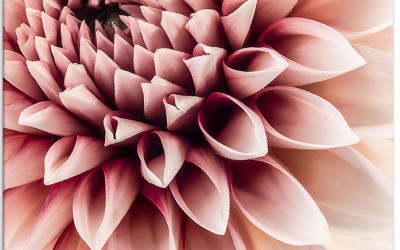 Dahlien im Topf. Blütenpracht für Beet, Balkon & Terrasse