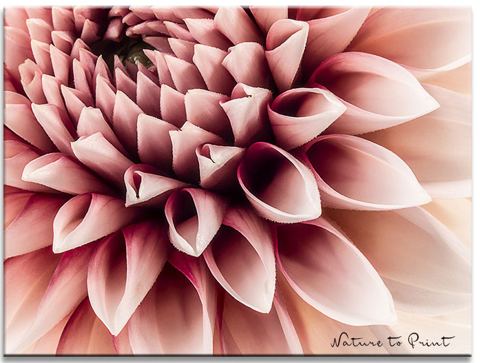 Dahlien im Topf. Blütenpracht für Beet, Balkon & Terrasse