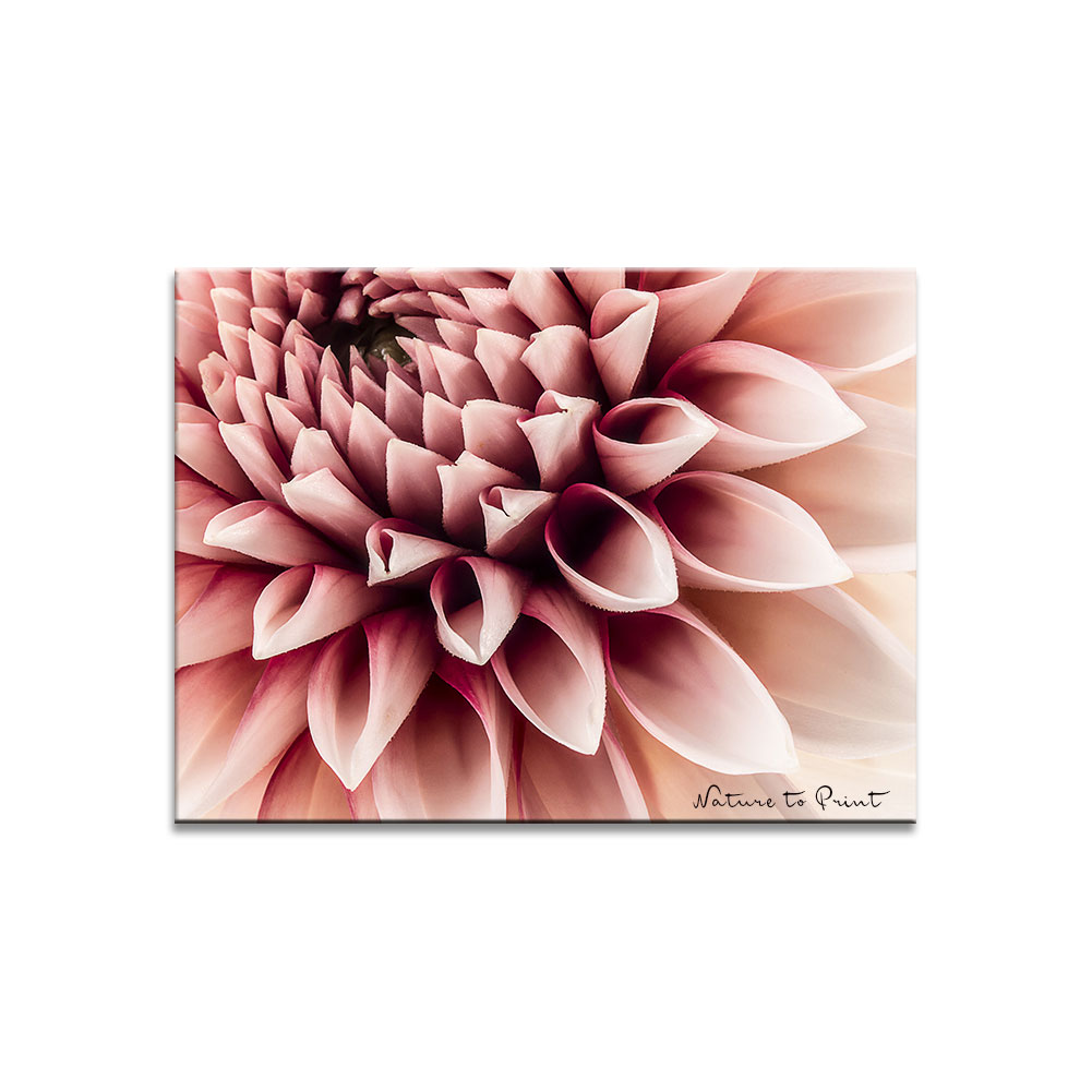 Dahlien im Topf | Blumenbild Dear Roxana von Nature to Print