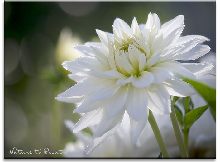 Weiße Kaktusdahlie | Blumenbild Das Leuchten der Dahlie