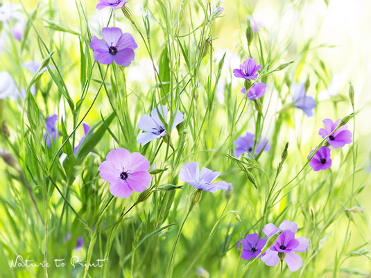 Sommerblumen Himmelsröschen | Blumenbild von Nature to Print