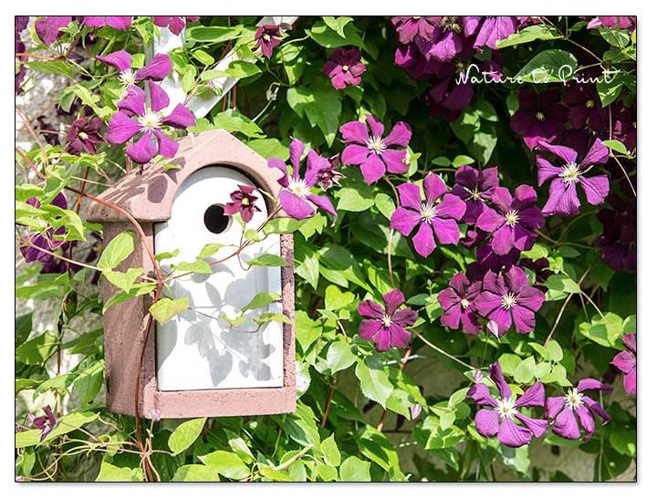 Schöner Wohnen für Meise, Spatz und Co im Clematis umrankten Nistkasten Schöner Wohnen für Meise, Spatz und Co im Clematis umrankten Nistkasten