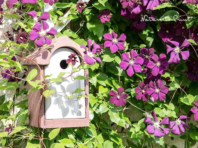 Schöner Wohnen für Meise, Spatz und Co im Clematis umrankten Nistkasten Schöner Wohnen für Meise, Spatz und Co im Clematis umrankten Nistkasten