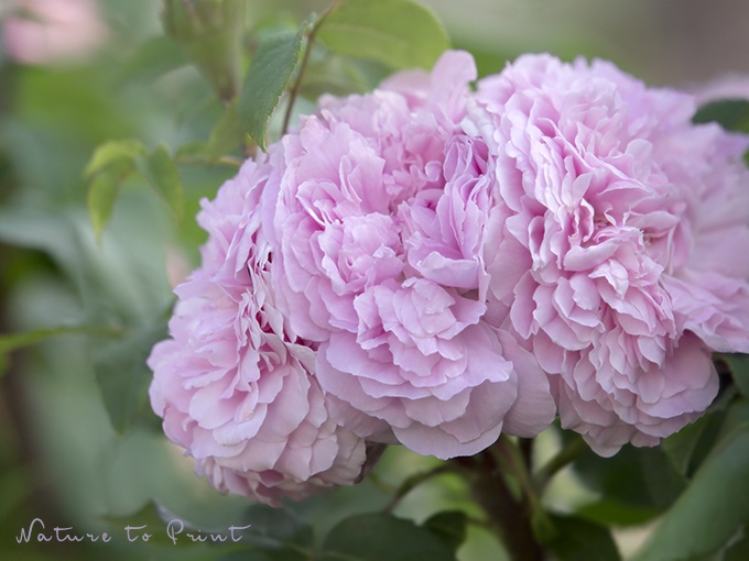 Rosenbild historische Rose Jacques Cartier mit romantischer Blütenfülle