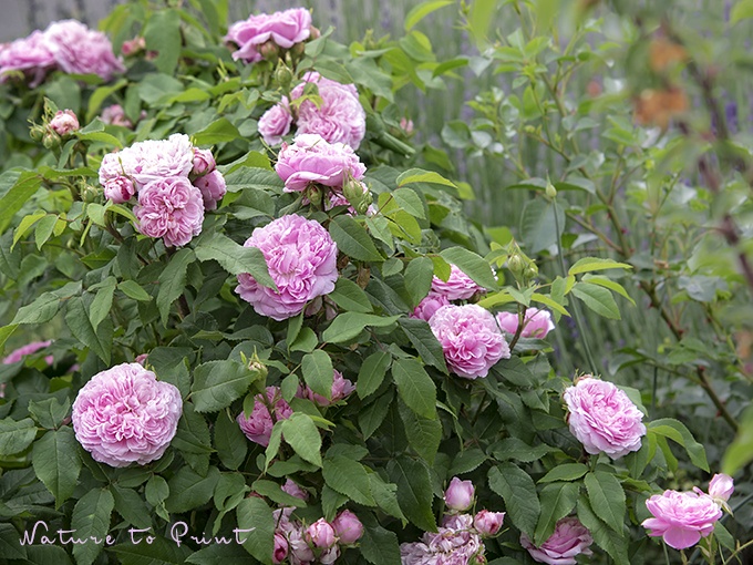 Erfahrungen mit Rosen | Jacques Cartier in der gemischten Blütenhecke