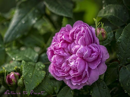 Blumenbild Alte Remontant-Rose Jacques Cartier im Garten von Nature to Print