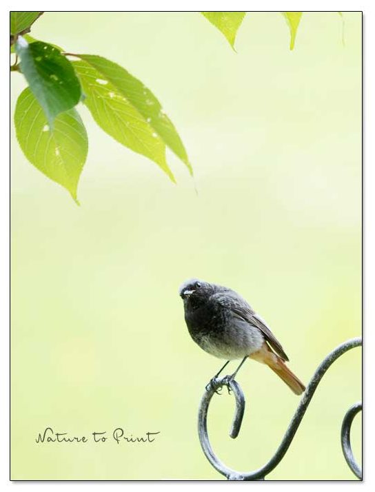 Hausrotschwänzchen auf seiner Singwarte / Rankgitter aus Schmiedeeisen Gartenrotschwänzchen auf Singwarte / Rankgitter aus Schmiedeeisen mit Clematis
