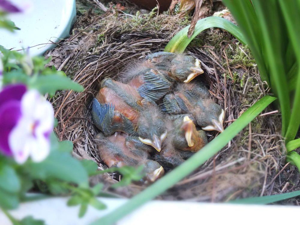 Amselküken im Nest in einem Balkonkasten