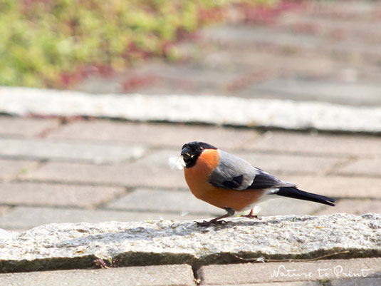 So gestalten Sie Ihren Garten vogelfreundlich. 11 Praxistipps für gärtnernde Vogelfreunde.