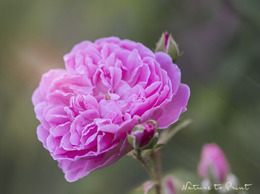 Englische Rose Harlow Carr, eine kleine Rose mit unzähligen spitzen Stacheln