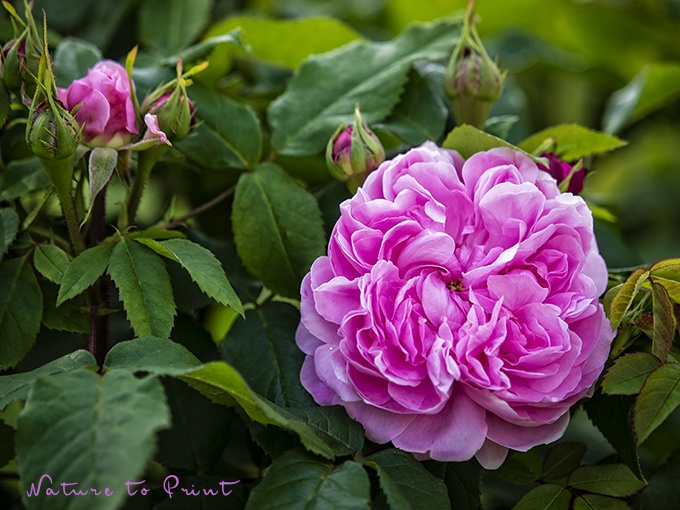 Blumenbild Alte Rose Jacques Cartier