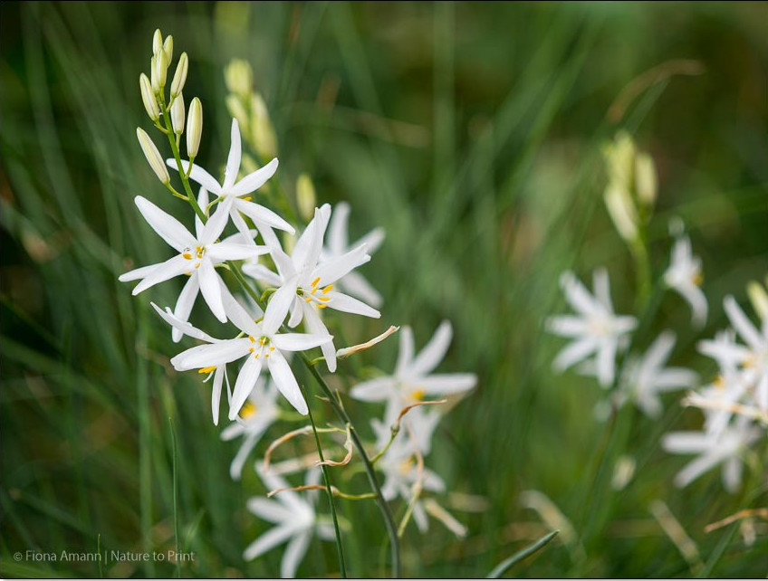 Graslilie, eine Zukunftsstaude, die es heiß und trocken mag. Graslilie, eine Zukunftsstaude, die es heiß und trocken mag.