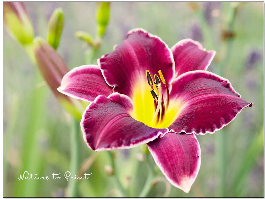 Taglilie Gentle Ed entwickelt gelegentlich auch Kindel bzw. Prolieferationen