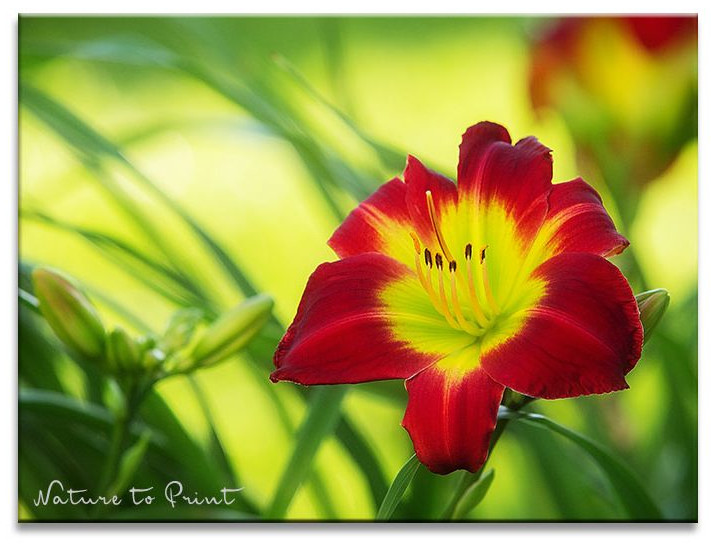 Taglilie Christmas Is entwickelt gelegentlich auch Kindel bzw. Prolieferationen