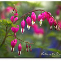 Die Herzblume bringt Licht und Farbe in den Halbschatten 1 Herzblume / Tränende Herz Blumenbild Tränendes Herz im Garten von Nature to Print